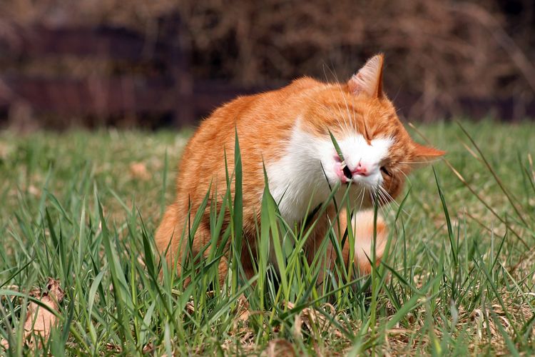 Cara mengusir kucing agar tidak kencing sembarangan