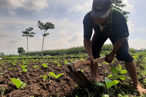 Daya Beli Belum Pulih, Petani Tembakau 