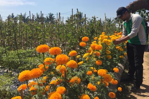 Bondowoso Kembangkan Bunga Refugia untuk Menekan Hama Pertanian