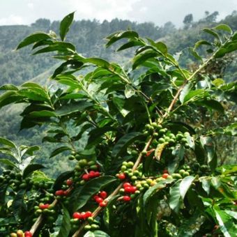 Perkebunan kopi di Wawowae dapat menghasilkan sekitar 200 ton biji kopi jenis Arabika setiap tahun. Populer dikenal dengan kopi Flores Arabika Bajawa. 