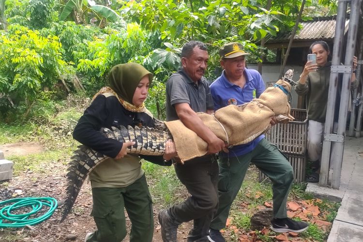 Petugas kantor Resort Konservasi Wilayah Kulon Progo dari Balai KSDA Yogyakarta mengevakuasi buaya dua meter dari rumah warga Padukuhan Bendungan Lor, Kalurahan Bendungan, Kapanewon Wates, Kabupaten Kulon Progo, Daerah Istimewa Yogyakarta.