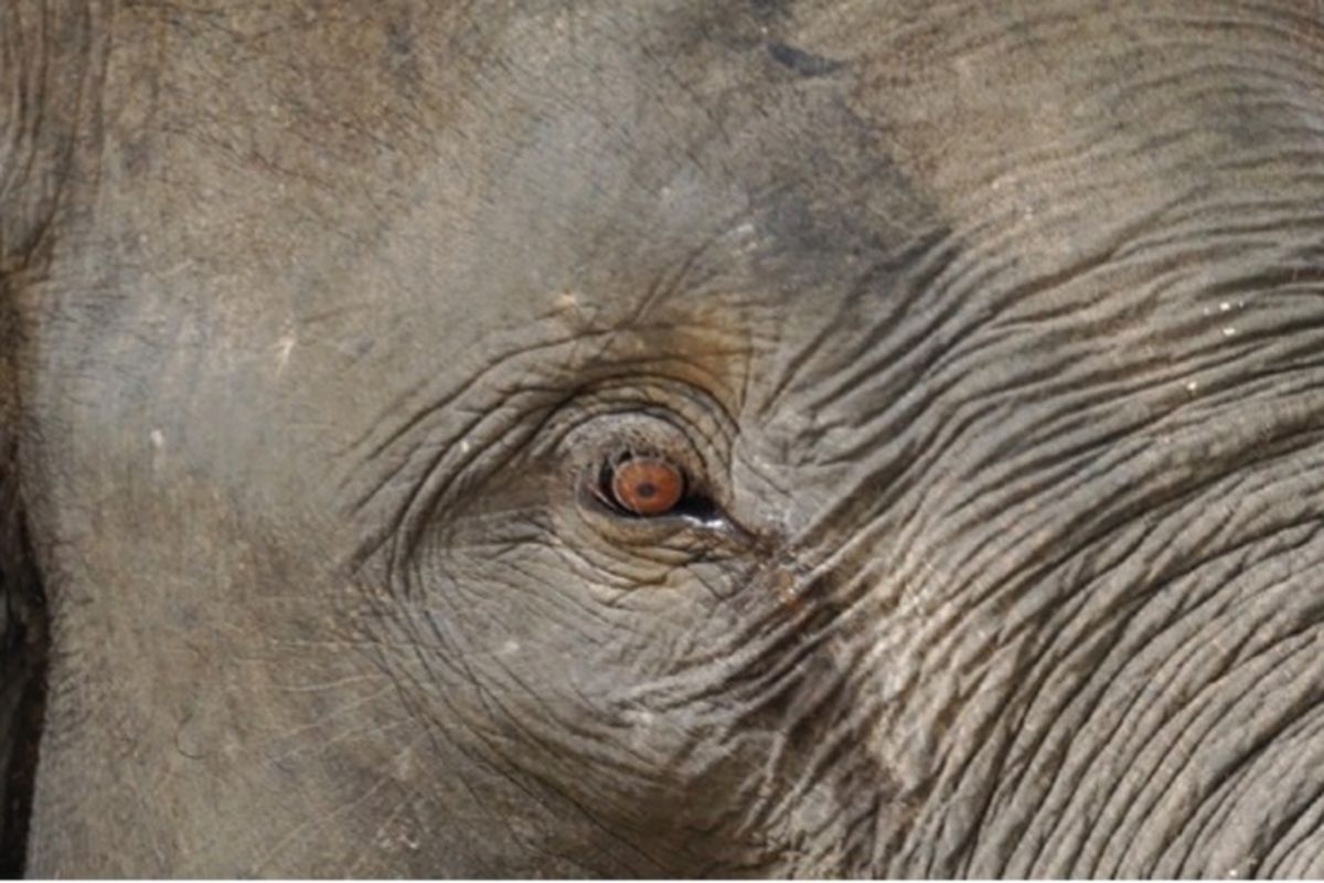 Tangkapan layar mata gajah dalam buku Island Elephants the Giant of Sumatera karya Alexander Mossbrucker