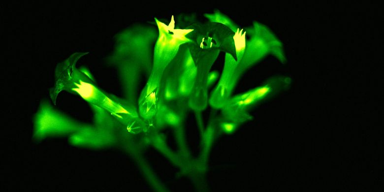 Bunga bercahaya dari gen jamur bioluminescence.