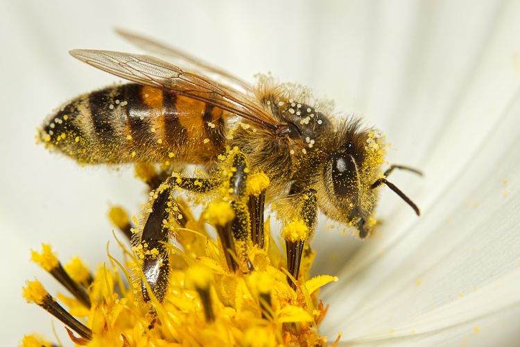 Lebah madu yang tubuhnya dipenuhi serbuk sari, siap untuk melakukan penyerbukan.