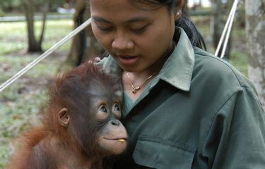 Kera Vs Manusia