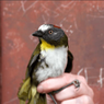 Temuan 2 Spesies Burung Baru di Papua Ternyata Beracun
