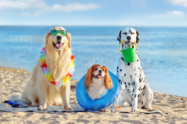 Ilustrasi anjing bermain di pantai atau di bawah sinar matahari langsung.