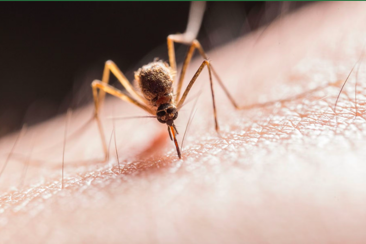 Serangan nyamuk Aedes albifasciatus di Argentina.