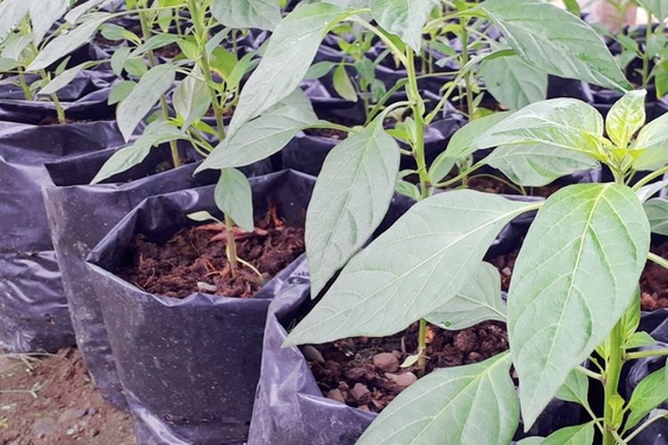 Ilustrasi tanaman cabai di polybag, menanam cabai di polybag. 