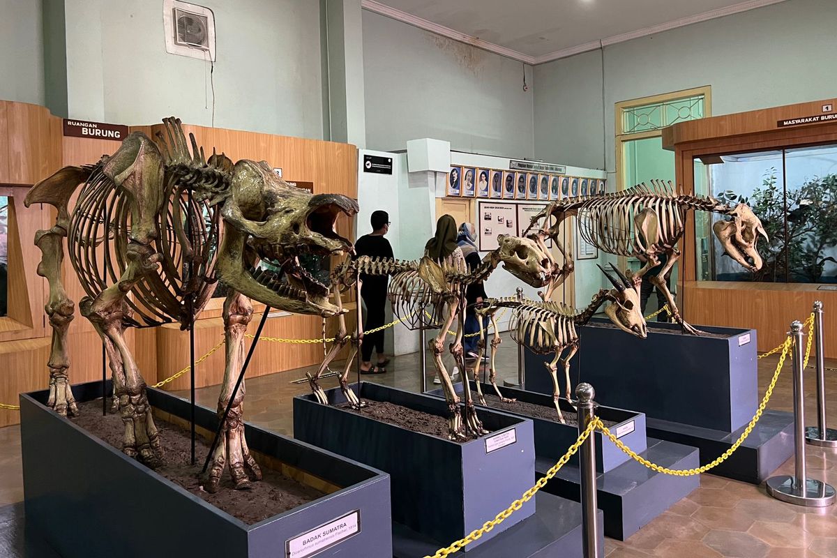 Kerangka hewan asli yang dipamerkan di Museum Zoologi Bogor. 