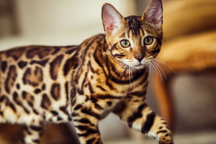 10 Fakta Kucing Bengal, Tak Cocok Dipelihara dengan Hewan Kecil