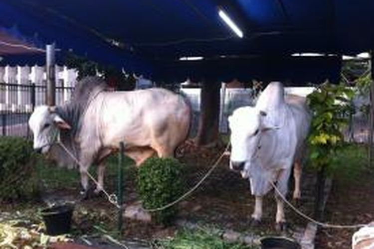Dua ekor sapi kurban sumbangan Presiden Susilo Bambang Yudhoyono dan Wapres Budiono menjadi incaran pengunjung Masjid Istiqlal untuk diajak foto bersama.
