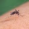 Peneliti: Nyamuk Wolbachia Tidak Sebabkan Japanese Encephalitis