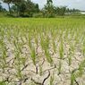 BMKG: Wilayah Ini Berpotensi Alami Peningkatan Kekeringan Lapisan Tanah