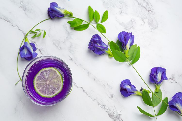 Illustration of butterfly pea flower tea.