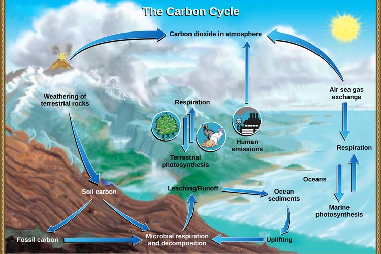 Daur karbon yang menopang kehidupan di bumi