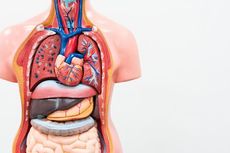 5 Fakta Unik Seputar Anatomi Tubuh Manusia yang Bisa Membuatmu Takjub!