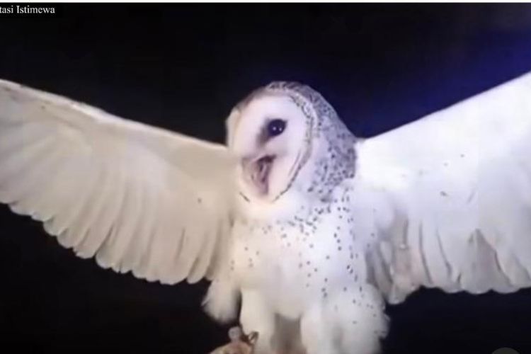 Burung hantu jenis serak jawa ditembak mat warga di Belu, NTT, Desember 2025 lalu. 