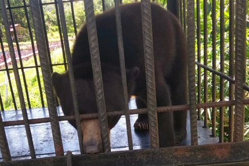 Taman Satwa Ilegal Terbongkar, Dikelola Oknum Mahasiswa, Tiket Masuk Rp 10 Ribu