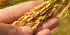 Kabupaten Bandung Andalkan RJIT untuk Tingkatkan Produksi Padi
