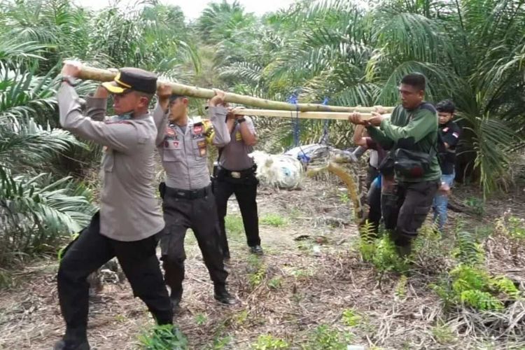 Petugas Balai Besar Konservasi Sumber Daya Alam (BBKSDA) Riau bersama Polsek Pangkalan Kuras mengevakuasi seekor buaya sepanjang 2,9 meter di Desa Palas, Kecamatan Pangkalan Kuras, Kabupaten Pelalawan, Riau.