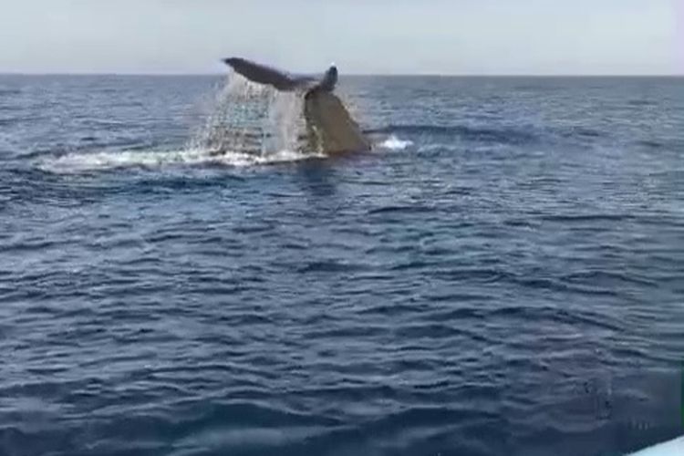 Tangkapan layar video yang memperlihatkan kemunculan paus sperma di perairan utara Bali yang viral di media sosial pada Senin (8/12/2025).