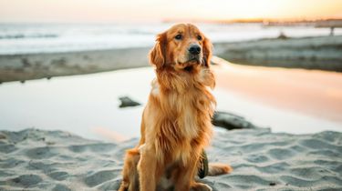 6 Ras Anjing Ini Mirip Golden Retriever, dari Tampilan hingga Karakter