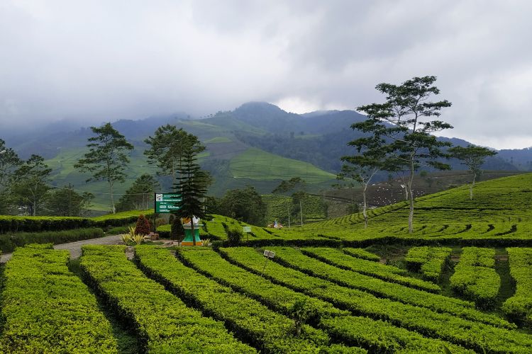 Hamparan kebun teh di Wisata Agro Kaligua, Brebes, yang merupakan kebun teh legendaris sejak zaman Belanda.
