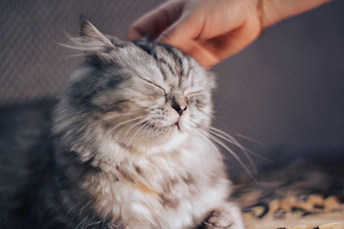 Ilustrasi kucing persia, memelihara kucing. 