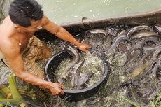 Pabrik Pakan Ikan Milik KKP di Pangandaran Siap Beroperasi Tahun Ini