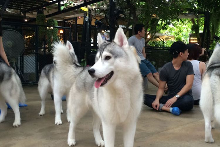 Anjing-anjing husky siberian di pet-cafe bernama TrueLove Neverland di Soi Ari Samphan, Bangkok, Thailand.