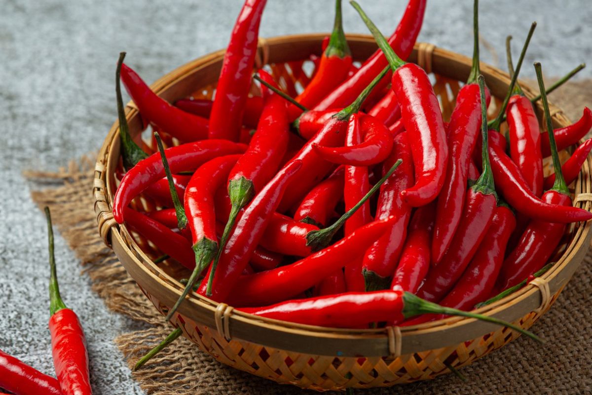 Ilustrasi cabai, cabai merah. 