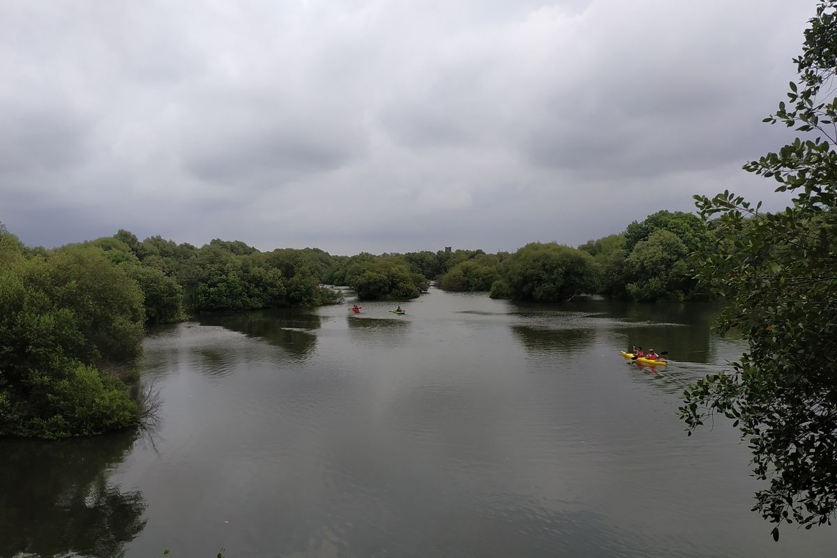 Kawasan mangrove di Taman Wisata Alam Mangrove Pantai Indah Kapuk, Jakarta Utara, Rabu (4/5/2022).