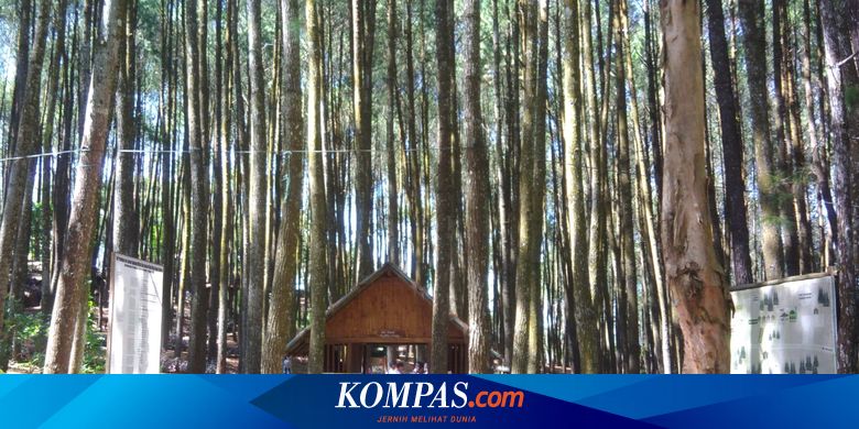 Perhatikan Hal Ini Saat Berkunjung Ke Hutan Pinus Di Bantul