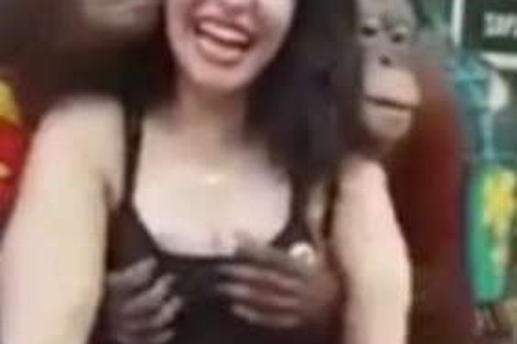 Dua ekor orangutan di Safari World, Bangkok tertangkap kamera sedang meremas dada seorang turis perempuan yang berfoto dengan mereka.