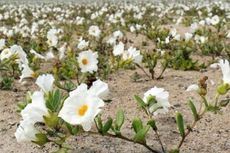 Bunga Bermekaran di Gurun Terkering di Dunia, Bagaimana Itu Terjadi?