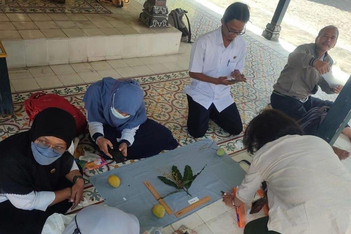 Petugas saat meneliti varirtas mangga di Keraton Yogyakarta