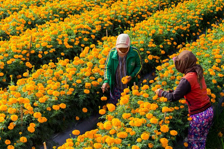 Kebun Bunga Margold Badung.