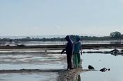 Kisah Petani Tambak Bisa Produksi Garam, Rumput Laut, Air Minum, dan Listrik Sekaligus