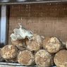 Mampir ke Rumah Budi Daya Jamur Tiram di Ragunan Jaksel 