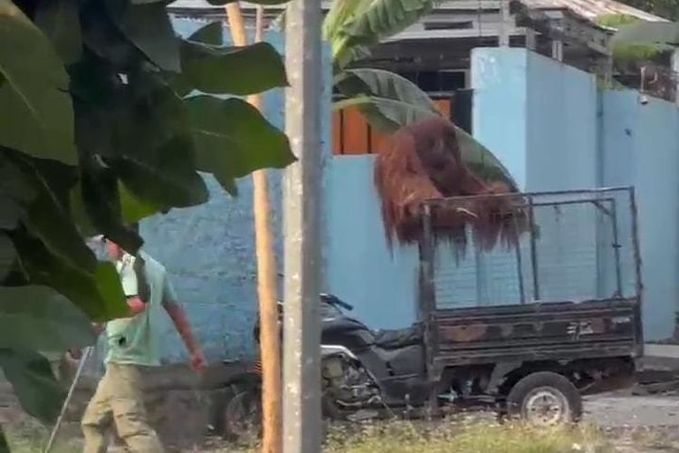 Penyebab Orang Utan Solo Safari Keluar dari Exhibit: Lepas Elektrik Pengaman
