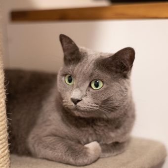 Ilustrasi kucing Russian Blue.