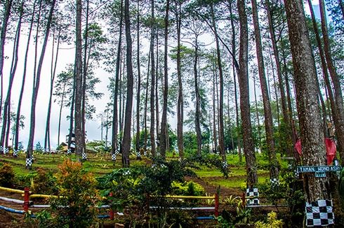 Wonogiri Juga Punya Hutan Pinus yang Instagramable, Tertarik?