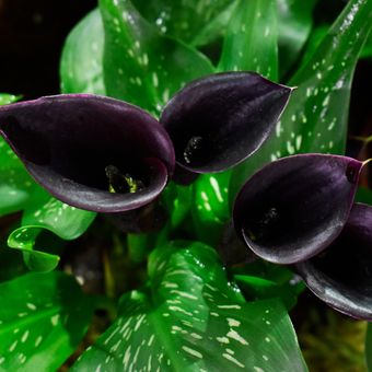 Ilustrasi bunga black calla lily.
