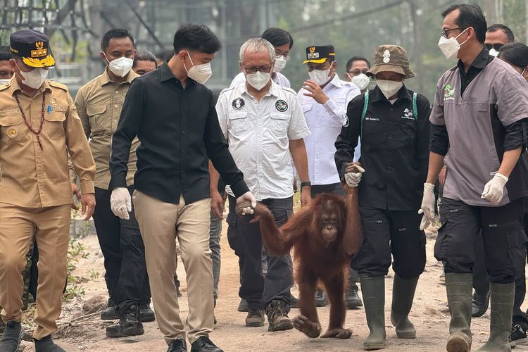 Cek Pusat Rehabilitasi Orangutan di Tengah Karhutla, Gibran: Satwa Tak Boleh Diabaikan
