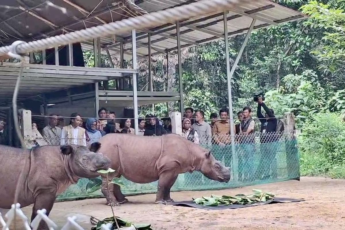 Lihat Badak dan Gajah Sumatera di Way Kambas, Menhut Raja Juli: Menyedihkan...