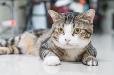  7 Alasan Mengapa Kucing Menjadi Agresif