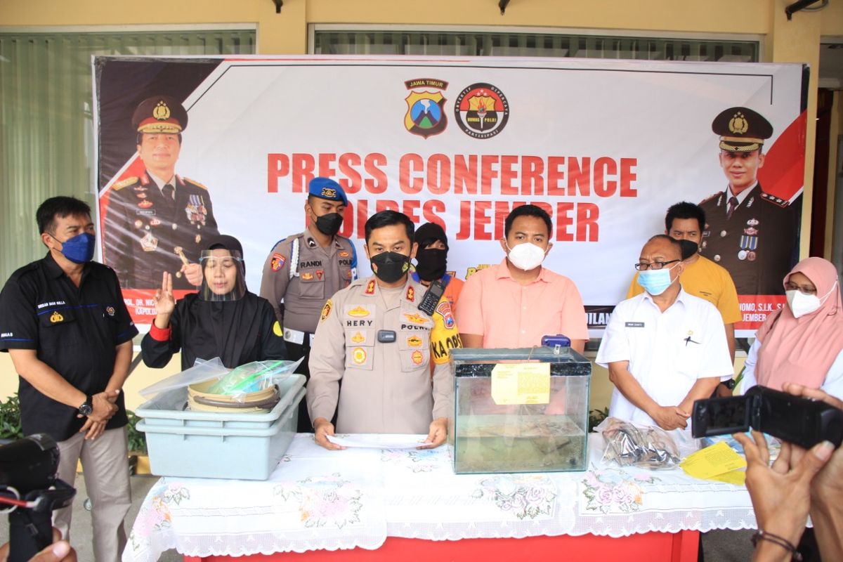 Warga Jember yang menjual baby lobster ilegal berhasil diamankan Polres Jember 