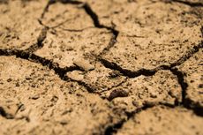 Suhu Memanas Dampak El Nino, 28 Desa di Buleleng Terancam Kekeringan