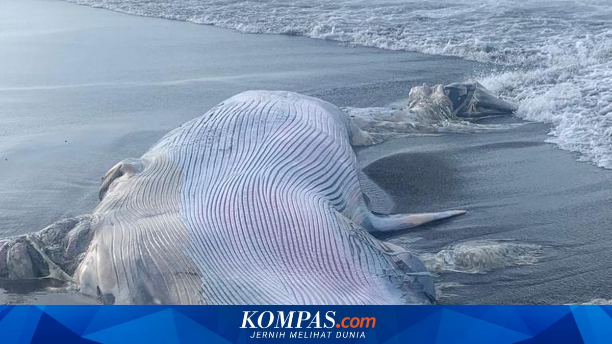 Mengapa Paus Sering Terdampar di Pinggir Pantai? Ini Alasannya!